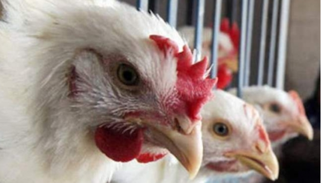 فوضى أسعار تسود قطاع الدواجن.. والصناعة تدرس وضع سقوف سعرية