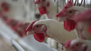 الشمالي: ارتفاع أسعار الدواجن “غير مقبول”