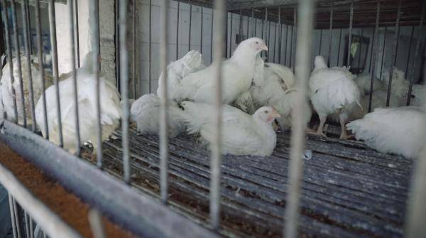 السقوف السعرية للدجاج تدخل حيز التنفيذ