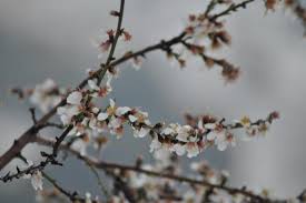 بدء الاعتدال الربيعي اليوم