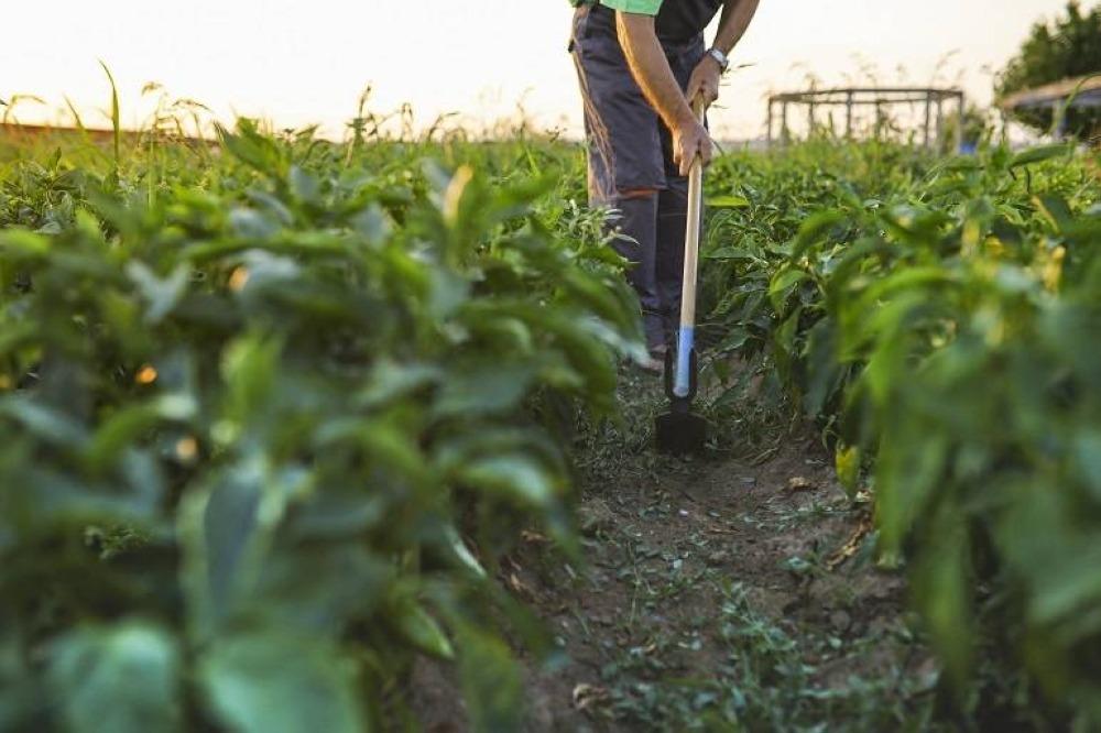 الحكومة تطلق مشروع تأمين المخاطر الزراعية