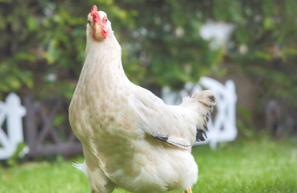 6 مخالفات عدم التزام بالسقوف السعرية للدجاج