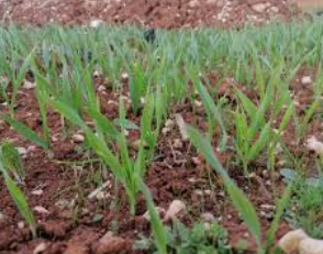 زراعة إربد: الأمطار الماضية تبشر بموسم زراعي جيد