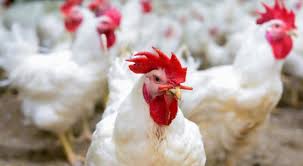 حماية المستهلك: شكاوى من عدم الالتزام بالسقوف السعرية للدجاج