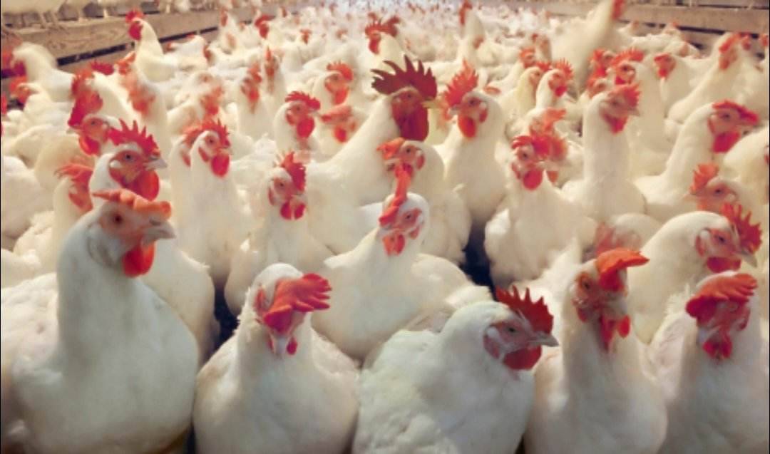 مواطنون بلواء الجيزة يشتكون من ارتفاع أسعار الدجاج