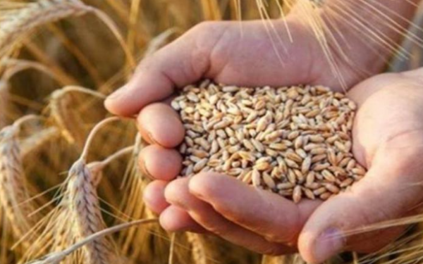 الأمم المتحدة: الأمن الغذائي العربي مهدد بفعل تضخم الأسعار