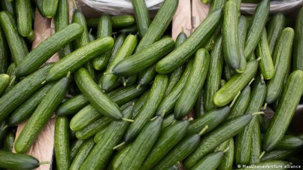 ارتفاع أسعار الخيار والليمون والباذنجان في السوق المركزي