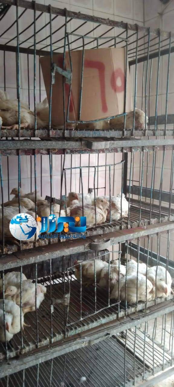 بعد نشر نيروز ..بلدية الجيزة تقوم بحملة تفقدية لاسعار الدجاج