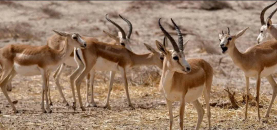 الزراعة” تعلن عن ببيع غزلان من محمية دبين