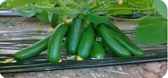 مطالبة بوقف تصدير الخيار والسماح باستيراد الليمون