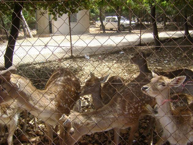 “الزراعة” تتراجع عن بيع غزلان دبين