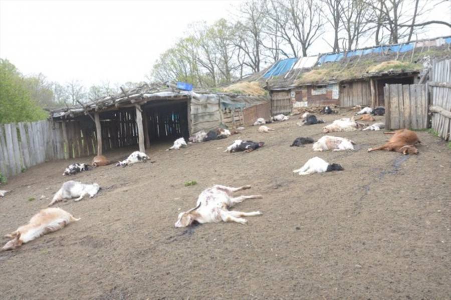 نفوق أعداد من الماعز لتناولها نبتة سامة بالمفرق