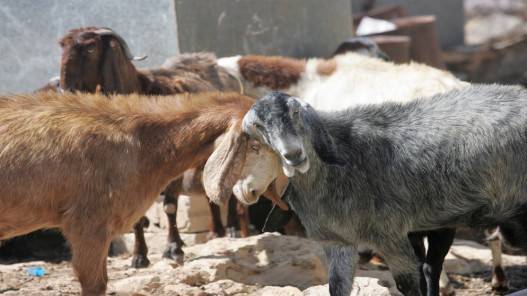 نفوق أعداد من الماعز لتناولها نبتة الفرعة في المفرق