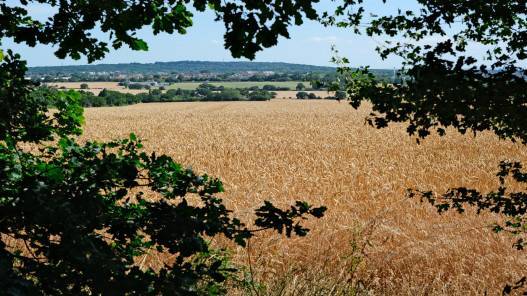 نحو 53.9 مليون شخص عانوا من انعدام الأمن الغذائي الشديد في المنطقة العربية