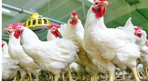 أبو دقر: نقص الدجاج بالأسواق بسبب السقوف السعرية