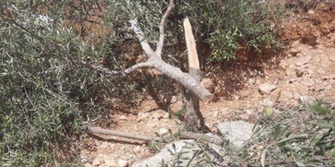 مستوطنون يقتلعون غراس زيتون جنوب بيت لحم