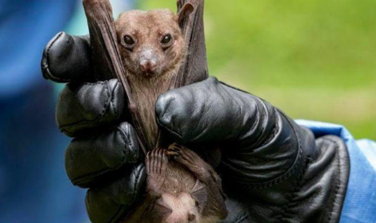 فيروس (ماربورغ).. هل يتحول إلى جائحة عالمية؟