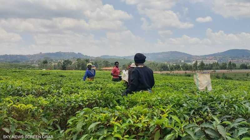 مشتريات رمضان تعوض خسائر مزارعي الشاي في شرق أفريقيا