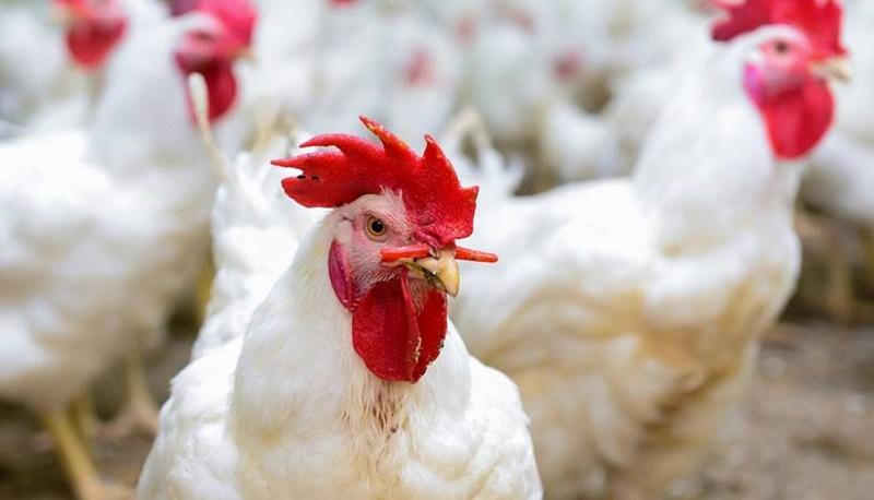 الأردن.. 740 ألف دجاجة توزع بالأسواق للاستهلاك
