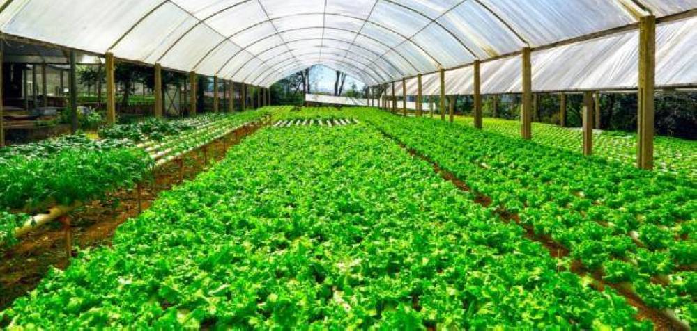 الاتحاد النوعي للزراعات المحمية يرد على مقطع فيديو متداول حول البيوت البلاستيكية