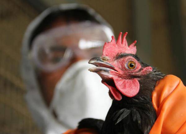 الصين تسجل أول وفاة بشرية بإنفلونزا الطيور