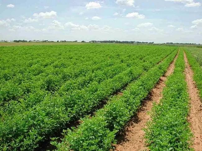 أمطار نيسان تنعش آمال المزارعين