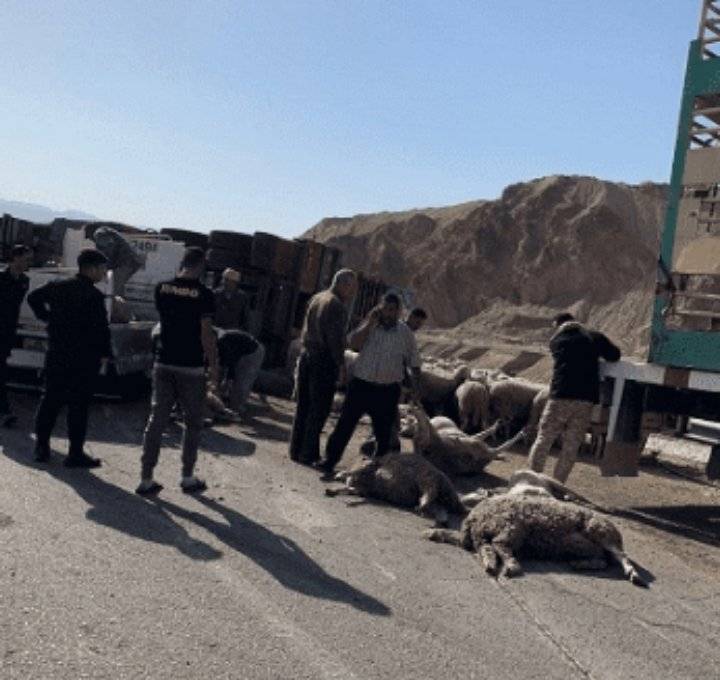نفوق أغنام في حادث سير بالعقبة
