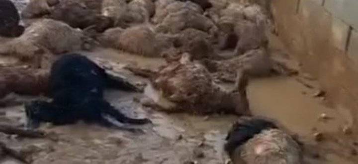الكلاب الضالة تفتك بـ 41 رأسا من الأغنام بالمفرق