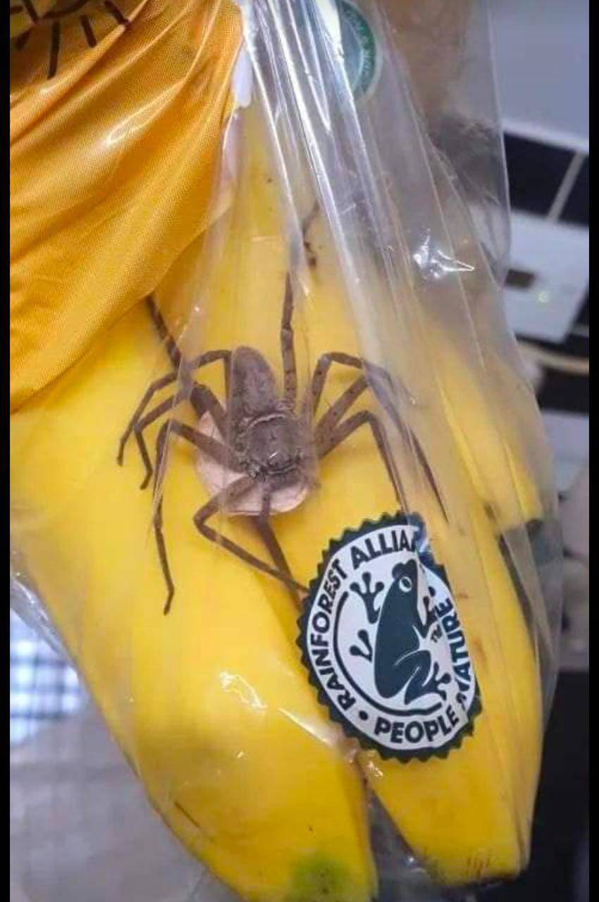 بريطاني يعثر على واحد من أكبر العناكب في العالم داخل كيس موز!!!