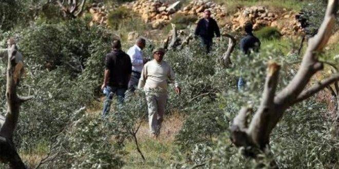 الاحتلال ومستوطنوه يجرفون أراضي الفلسطينيين في سلفيت وبيت لحم ويقتلعون عشرات الأشجار المثمرة