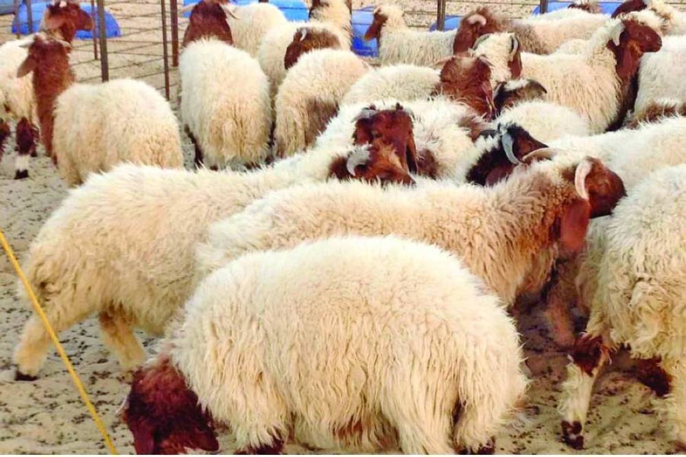 «مربو المواشي»: استمرار وقف التصدير يتطلب تخفيض أعداد الخراف المستوردة