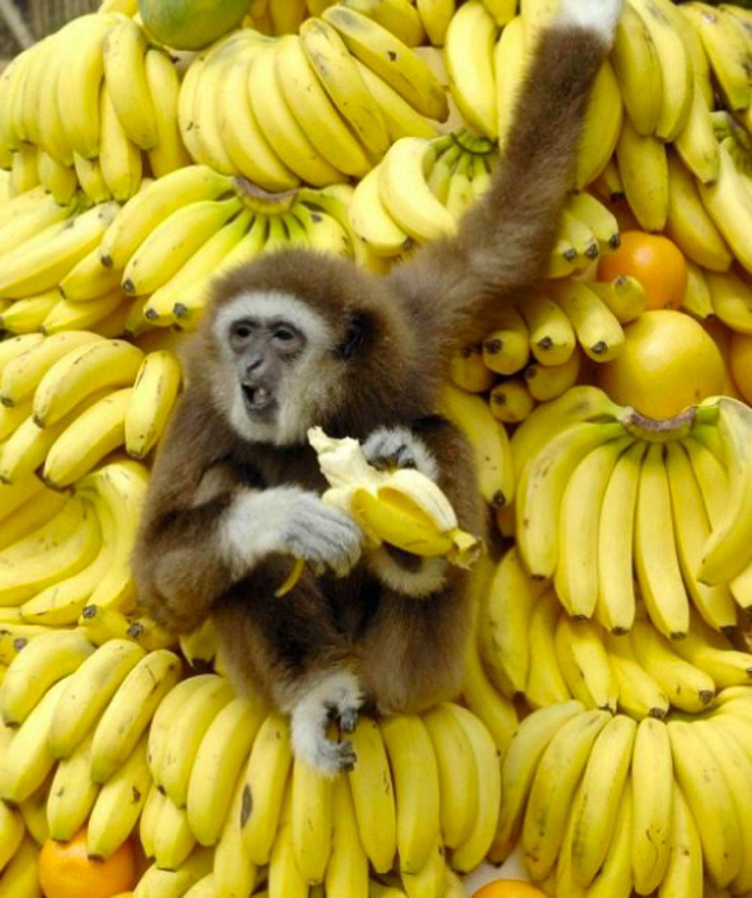 لا تحاول إقناع القرد بأن التفاح ألذ من الموز