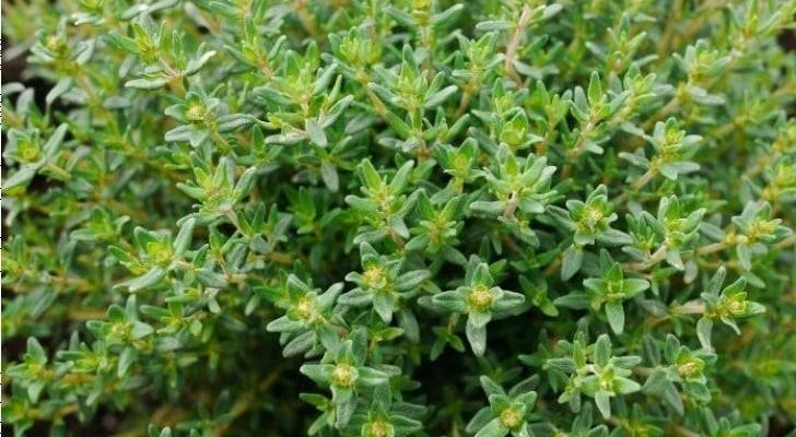 دعوة لاستثمار الأعشاب الموسمية في الأردن