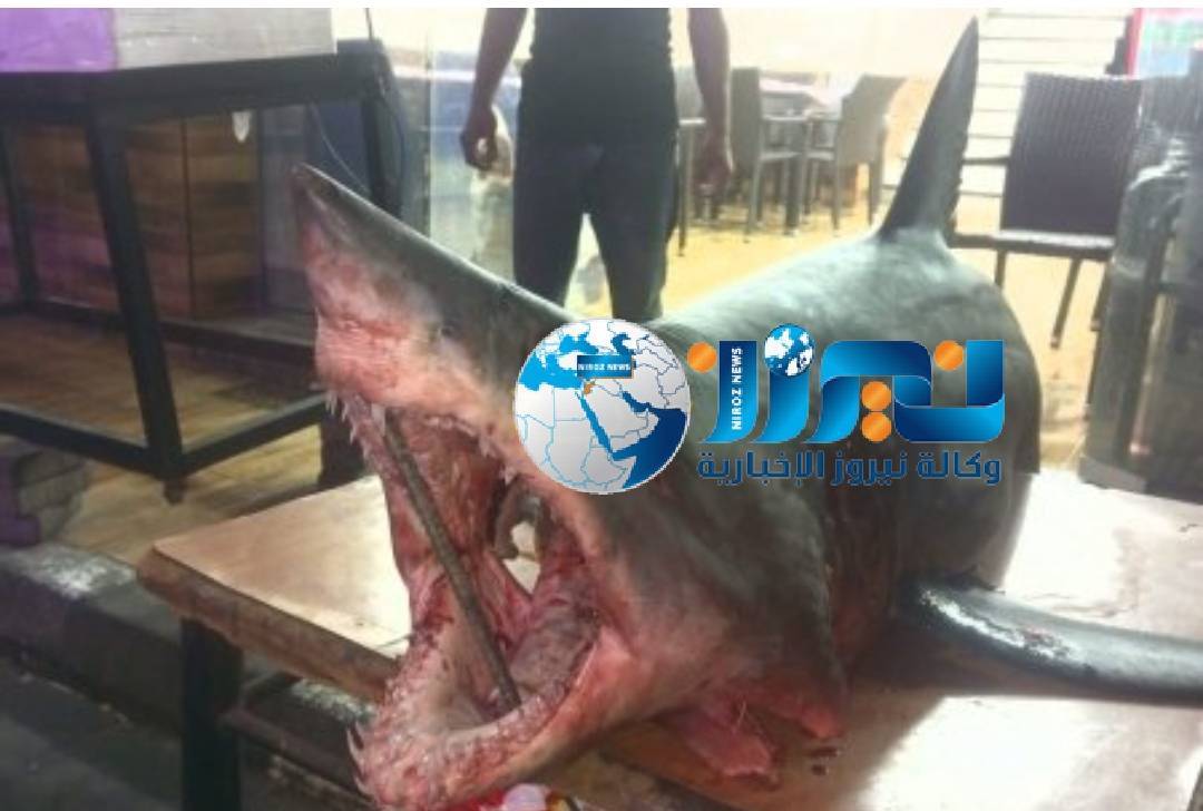 اصطياد سمكة قرش تزن 90 كغم في العقبة