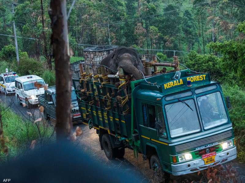 الهند.. القبض على فيل محب للأرز بعد تسببه بمقتل 6 أشخاص