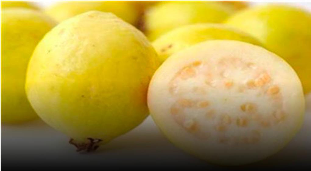 فوائد الجوافة لجسم الانسان وخاصة لمرضى السكري والضغط