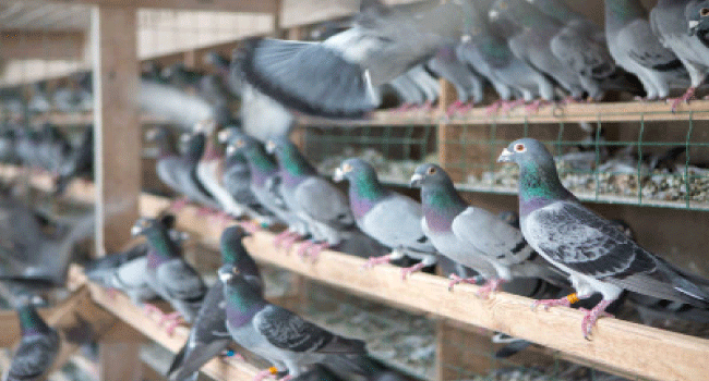 مقتل أربعة أشخاص بسبب الحمام