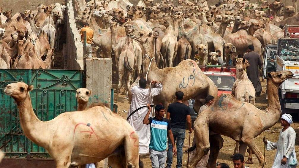 المعارك العسكرية في السودان وتأثير على أضاحي المصريين