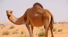 الجمال السائبة تهدد حياة سالكي الطريق الصحراوي