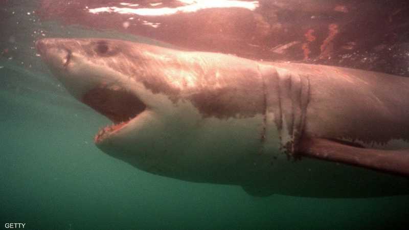 هجوم لسمكة قرش يترك رجلا في عداد المفقودين