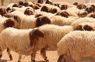 الأردن .. توضيح رسمي حول استئناف السعودية استيراد الأغنام
