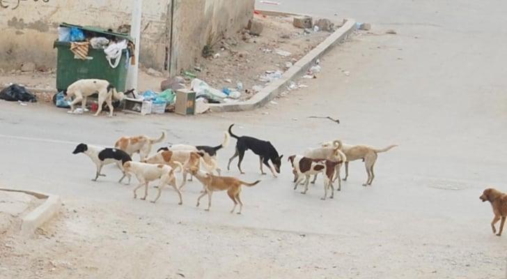 الحكومة تقرر نقل الكلاب الضالة خارج الأحياء السكنية