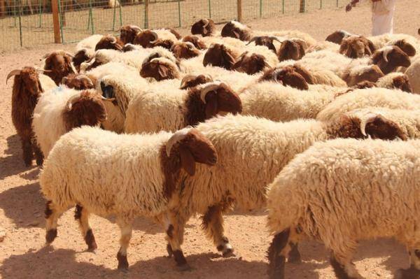 السعودية ترفع الحظر عن صادرات الأردن من الأغنام