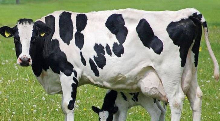 جمعية مربي الأبقار تشيد بإجراءات وزارة الزراعة
