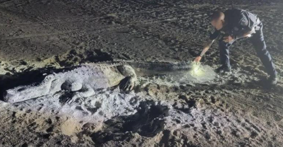 تحفة رملية تثير الرعب على أحد شواطئ فلوريدا