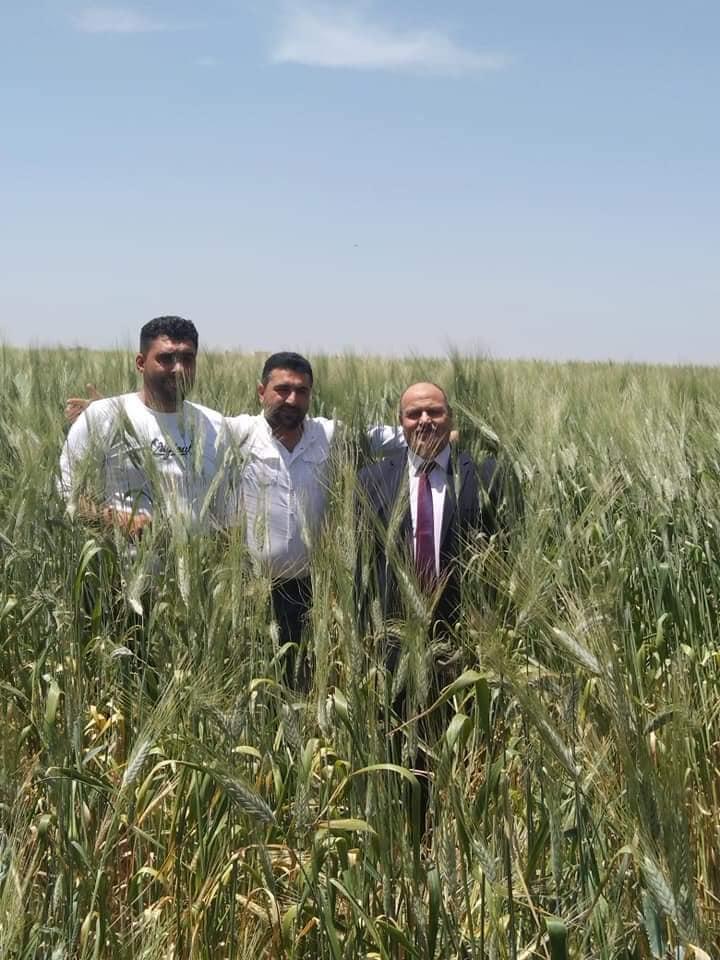 180سم ارتفاع القمح في الرمثا  صور