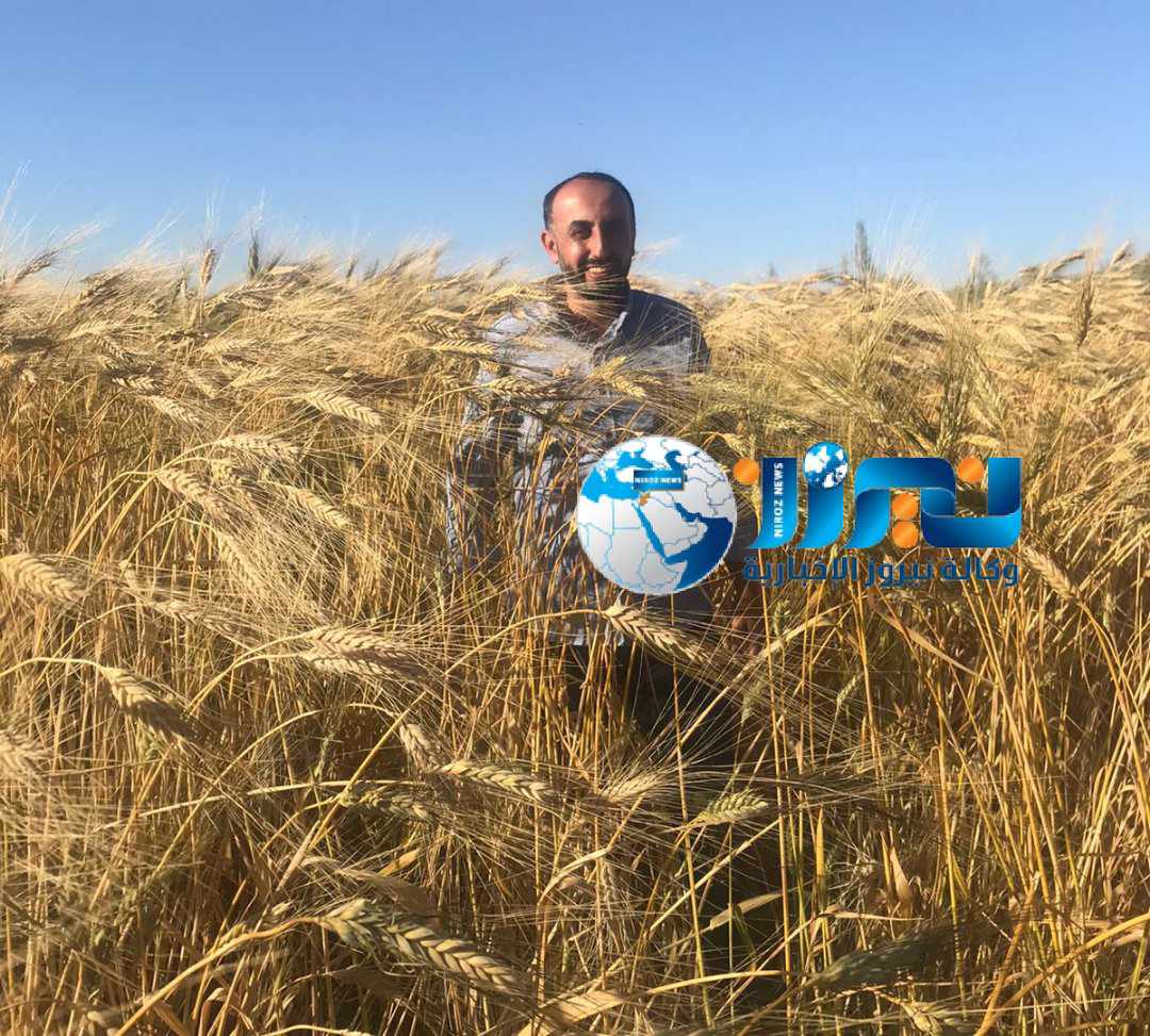 بطل الصحراء السرحان يتوسط قمح الازرق