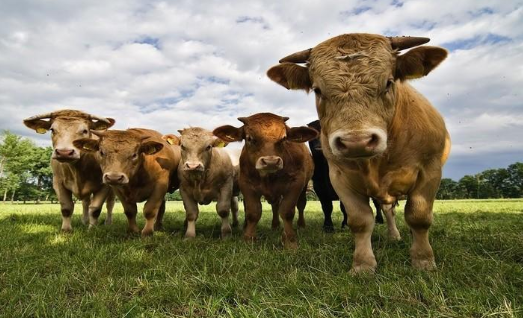 اكتشاف حالة غريبة لمرض جنون البقر في هذه الدولة