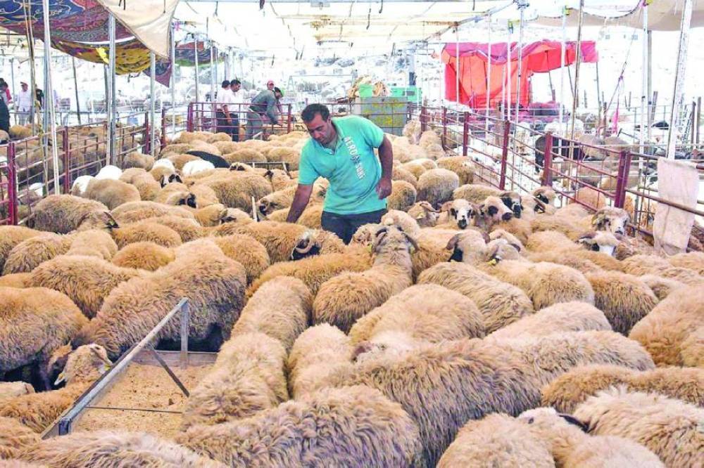قصابون: سعر الاضحية المتوقع للروماني مابين 250 الى 300 دينار