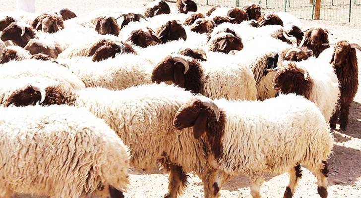 الحنيفات : وعود سعودية برفع الحظر عن صادرات الأغنام الأردنية